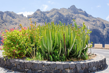 Big cactus outdoor in a desert landscape, Tenerife, Canary islands, Spain.