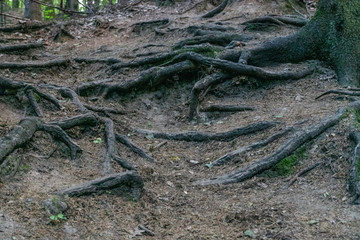 tree roots in the forest on a hill at dusk