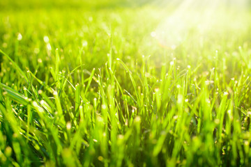 Fototapeta premium Close-up photo of vibrant grass lawn against sunlight in the field. Beautiful fresh grass in summer