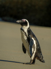 Fototapeta premium African penguin, black-footed penguin or jackass penguin (Spheniscus demersus). Cape Town. Western Cape. South Africa