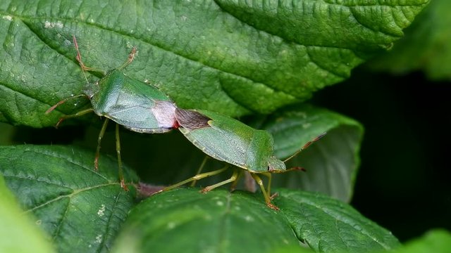 Green Shield Bug, Green Shieldbug, Palomena prasina - Copulations