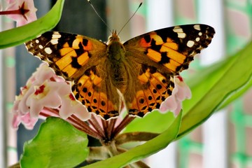 multicolored beautiful butterfly on small pink flowers