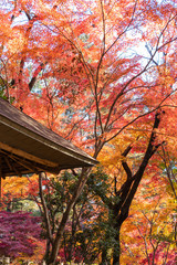 赤黄に色づいた紅葉の葉