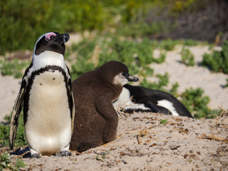 African penguin, black-footed penguin or jackass penguin (Spheniscus demersus) adult and chick....