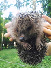Hedgehog, wild, native, European hedgehog in natural woodland habitat and hibernating in golden brown Autumn or fall leaves. Scientific name: Erinaceus europaeus. Horizontal. Landscape.