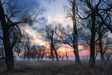Fototapeta na wymiar Foggy morning with a tree, a dawn landscape