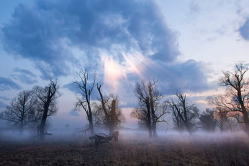 Obraz na płótnie Canvas Foggy morning with a tree, a dawn landscape