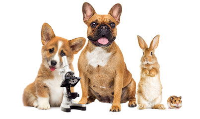 dog vet and microscope on white background