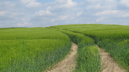 Green barley field on sunny spring day