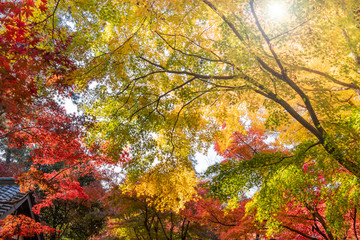 赤黄緑に色づいた紅葉の葉
