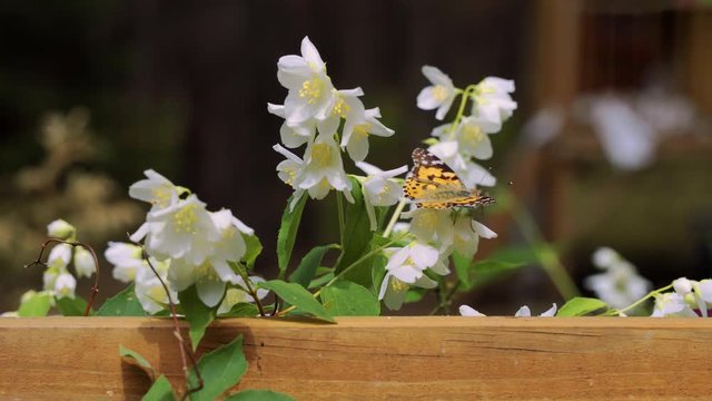 Closeup of beautiful butterfly sitting on jasmine flower in the forest