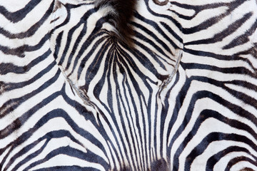 Fototapeta na wymiar Face, head zebra print, large shot, natural Zebra background