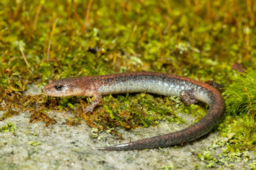Redback salamander - Plethodon cinereus