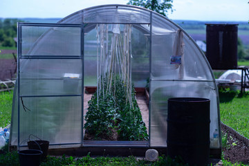 home greenhouse with growing tomatoes on a summer day