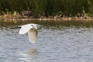 Little egret flying towards....... ; Egretta garzetta  