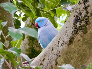 Sky Blue Indian ringneck parrot