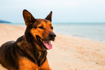 Happy dog relaxing on the beach.