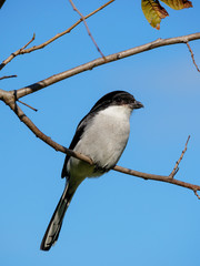 Southern fiscal, common fiscal or fiscal shrike (Lanius collaris). George. Garden Route. Western Cape. South Africa