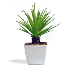 Small plant in a white pot, isolated white background.This has clipping path