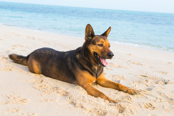 Happy dog relaxing on the beach.