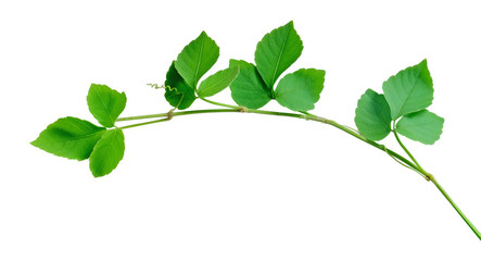 ivy isolated on a white background. This has clipping path