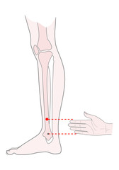 Active acupuncture points on the legs:  bove the ankle. Vector illustration.