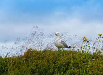 Fototapeta premium Sitting seagull with wild flowers and a blue sky