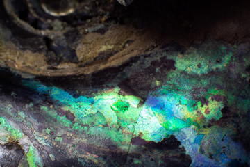 Texture of natural untreated pearl ammonite macro