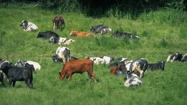 Cattle Relaxing In The Sun