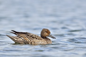 Pintail or Northern Pintail - Anas acuta, Crete