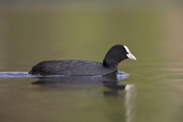 An adult Eurasian coot (Fulica atra) swimming and foraging in a city pond in the capital city of Berlin Germany.Swimming in front of a coloured background seen from a low angle.