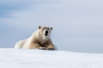 Obraz na płótnie Canvas Polar bear laying on the frozen snow of Svalbard