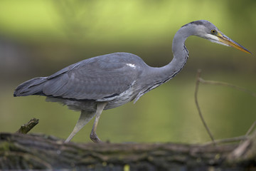 Fototapeta premium A grey heron (Ardea cinerea) foraging for fish in a lake in the city of Berlin Germany. Viewed in front of a colored background.