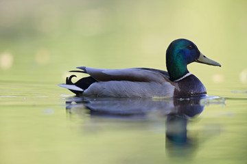 A adult male mallard (Anas platyrhynchos) duck swimming and foraging in a city pond in the capital city of Berlin Germany.