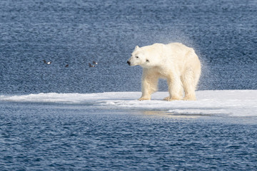 Naklejka na ściany i meble Adult male polar bear shakes of the sea water after a swim