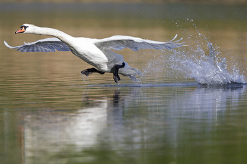 An elegant mute swan (Cygnus olor) landing in highspeed in a lake in the city Berlin Germany. With waterdrops flying al over the place..