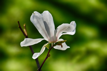 delicate magnolia flowers on a tree branch in a sunny spring garden