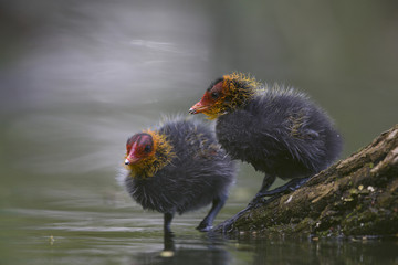 Two Eurasian coot chicks (Fulica atra) perched on a branch in a city pond in the capital city of Berlin Germany. Perched in water in front of a coloured background seen from a low angle.