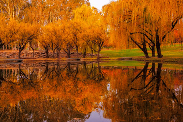 Yellow leaves on autumn trees by a lake. Yarralumla, Canberra ACT