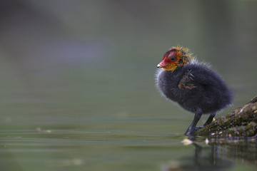 A Eurasian coot chick (Fulica atra) perched on a branch in a city pond in the capital city of Berlin Germany. Perched in water in front of a coloured background seen from a low angle.