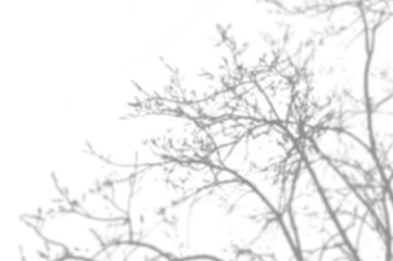 Summer background of shadows branch leaves on a white wall. White and Black for overlaying a photo or mockup