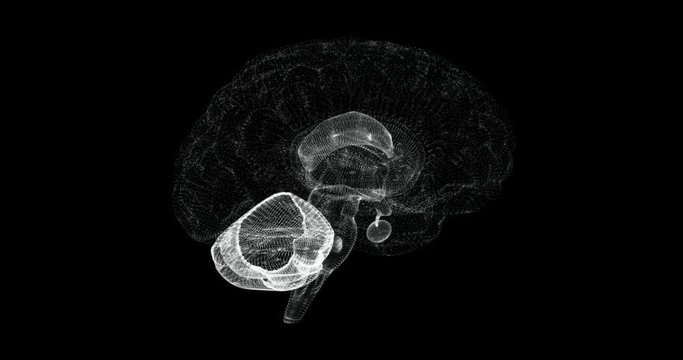Hologram of cerebrum, cerebellum and medulla oblongata of human body - loop