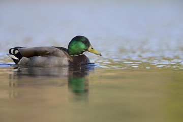 A adult male mallard (Anas platyrhynchos) duck swimming and foraging in a city pond in the capital city of Berlin Germany.