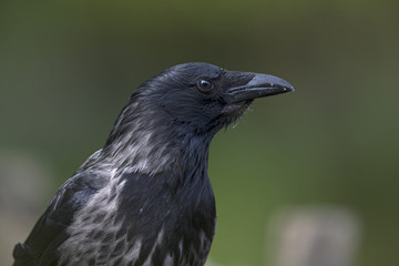 A portrait of a hybride Carrion Crow x Hooded Crow perched in the city of Berlin Germany. Viewed in front of a colored background.