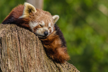 close up head shot of a red panda, ailurus fulgens, resting in the sun after his meal