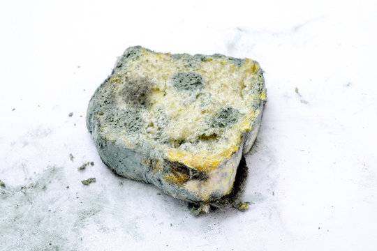 Mold growing rapidly on moldy bread on white background.Scientists modify fungus found on bread into an anti-virus chemical. image