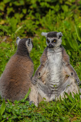 Two ring-tailed lemur sitting together and enjoying some time in the grass during a sunny day