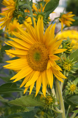 HCMC Vietnam, bright yellow flower head of sunflower in garden 