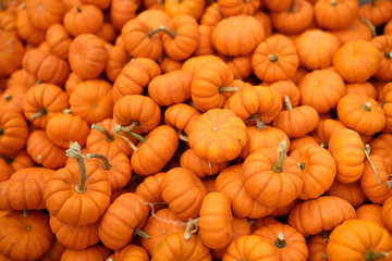 Fresh healthy bio pumpkins on farmer agricultural market at autumn.