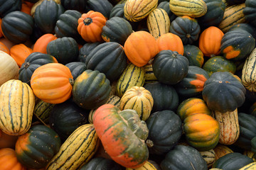 Fresh healthy bio pumpkins on farmer agricultural market at autumn.